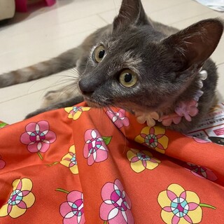 大阪10月31日藤井寺ほごねこ譲渡会参加猫ひな♀