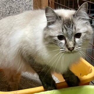 cat-M974　可愛過ぎるデレニャン♪