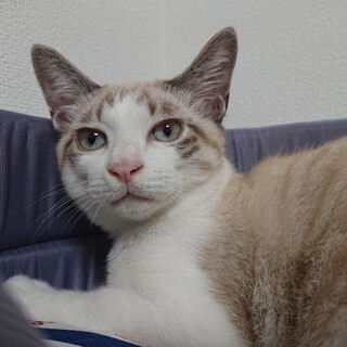 素敵な瞳のムッチリ男子　みなも♂