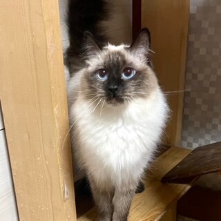 cat-M976　甘えん坊ブルーアイ♪