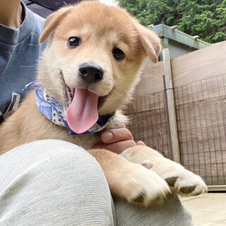 陽気な甘えん坊☆どんぐり君　3ヶ月