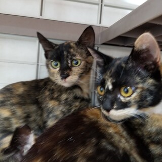 急募!!仲良し姉妹のひまり&くるみ