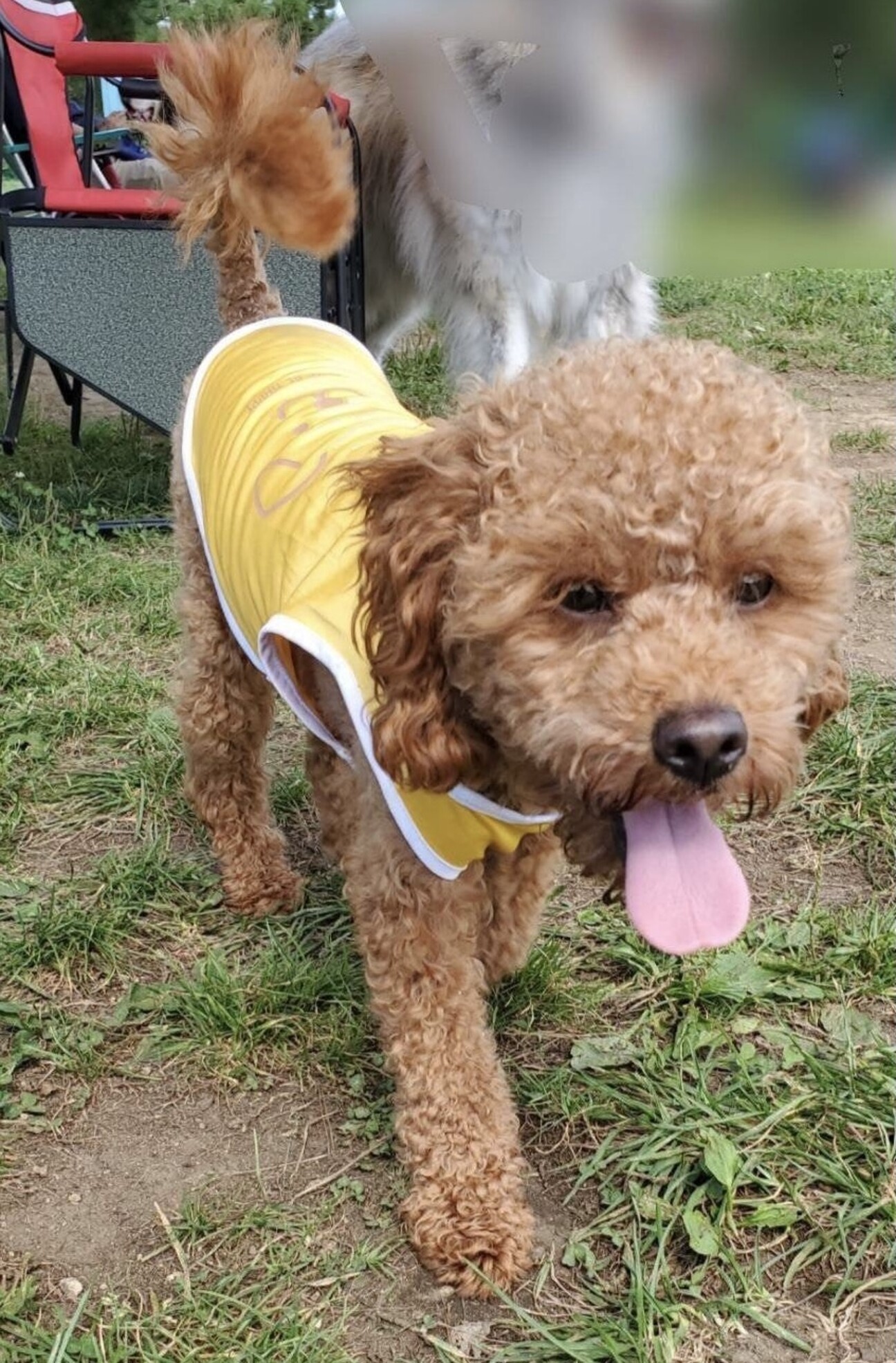 里親さんが決まりました 青森県 犬の里親募集 ペットのおうち 月間利用者150万人