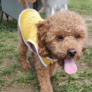 里親さんが決まりました！！