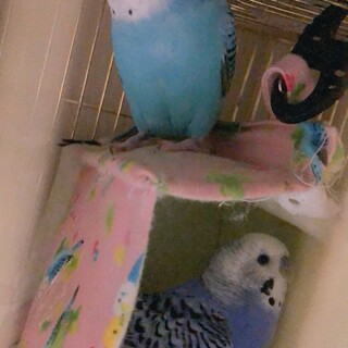 ０歳セキセイインコ2羽(性別不明のペア)