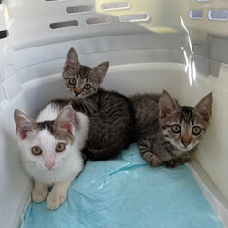 保護猫の譲渡会（ねこの歩添道さんの主催の譲渡会）