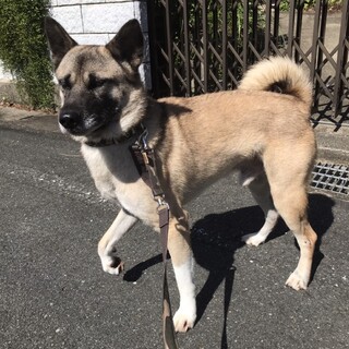 この子を助けてください。