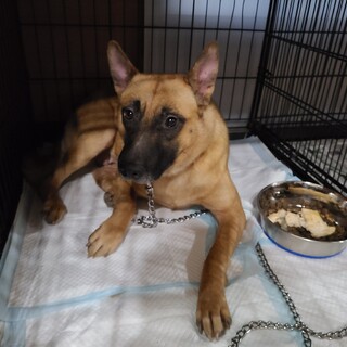 シェパード風のこの子を助けてください。