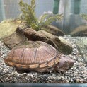 カブトニオイガメの男の子！魚との混浴もしていました