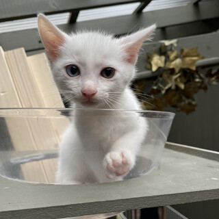 【希少カラー】キレイなオッドアイ