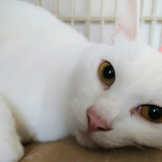 寝姿がかわいい　つるぎくん