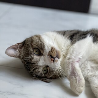 【お喋りにゃんこ】「おはよ」って喋るにゃんこです！