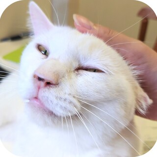 鼻のほくろがキュート　人懐っこい「チチちゃん」