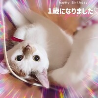 ハアト