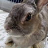とても元気で活発なネザーさんです サムネイル2