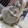 とても元気で活発なネザーさんです サムネイル3