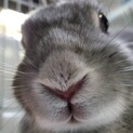 とても元気で活発なネザーさんです