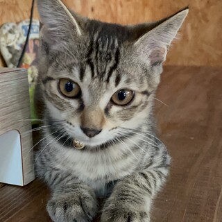 生後3ヶ月の子猫