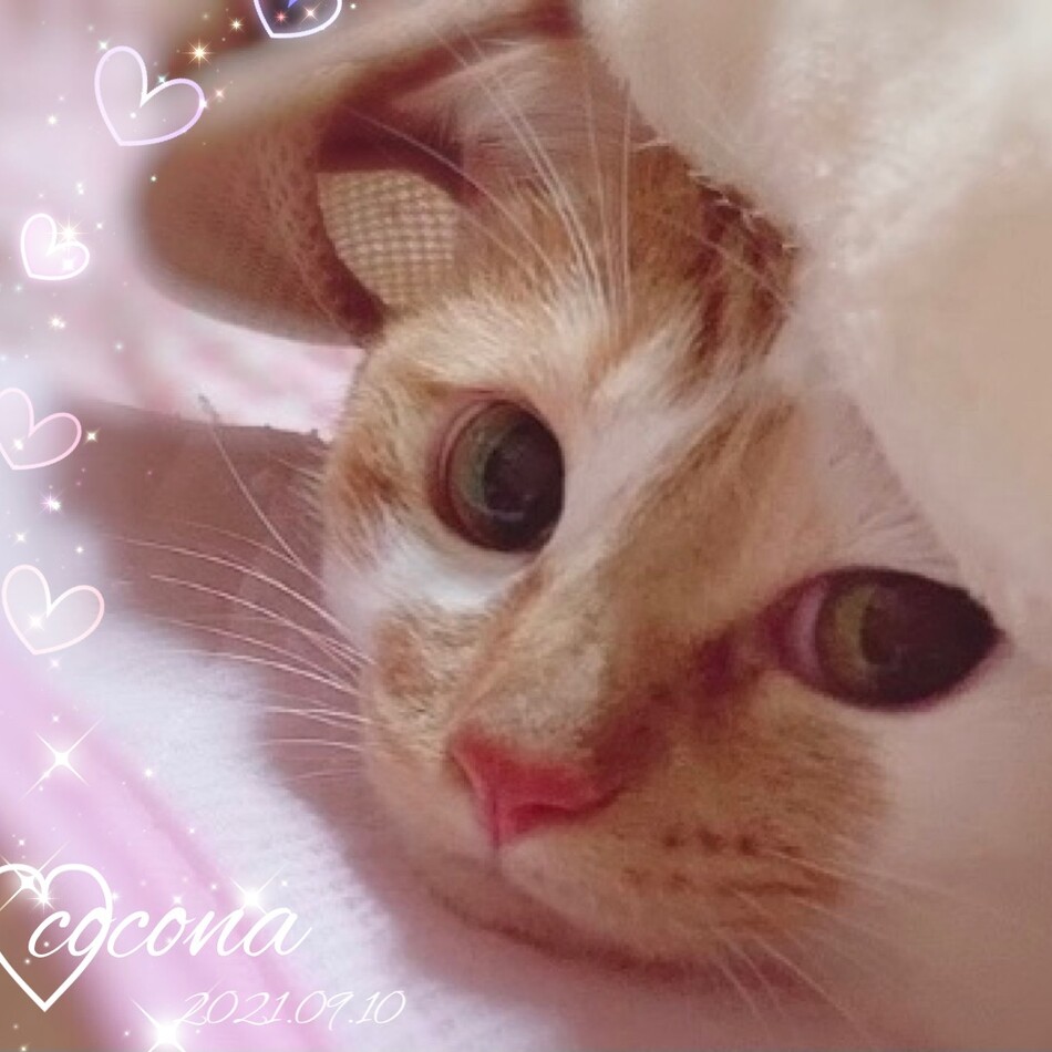 ココナのカバー写真