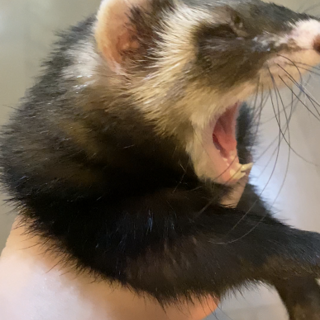 未成年の女の子