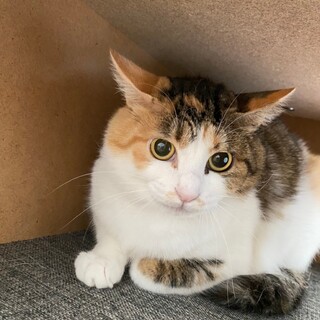 女の子らしいまん丸お目目♡こまちちゃん