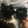 の写真