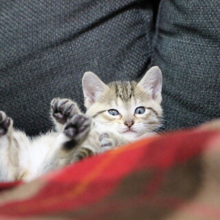 [ありがとうございました]ベンガル風子猫