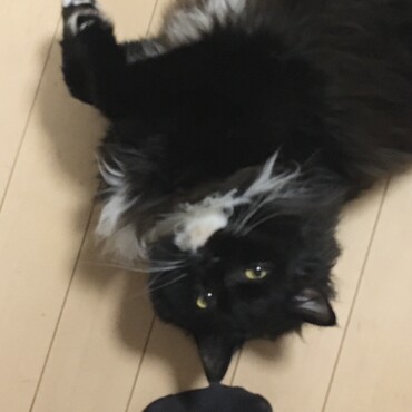 アルくん