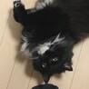 アルくん