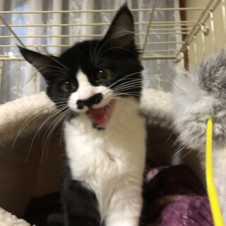 夫婦が同じ日にそれぞれ子猫を保護。