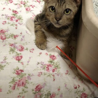 夫婦が同じ日にそれぞれ子猫を保護。