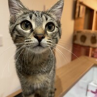 ひばち