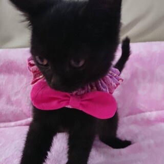人が大好きな可愛い黒仔猫のスノちゃん！