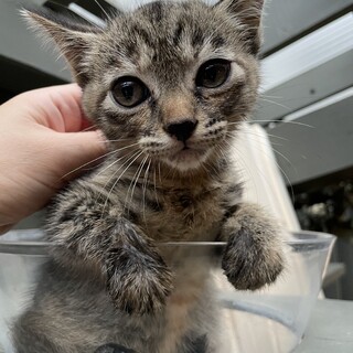 【子猫】２ヶ月位のキジトラ×サビ
