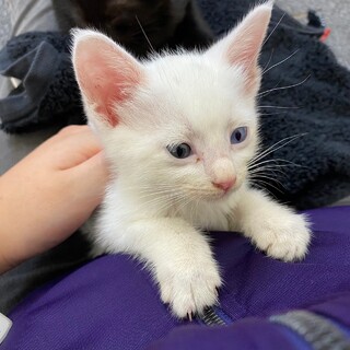 人懐っこい三重大の白猫くん