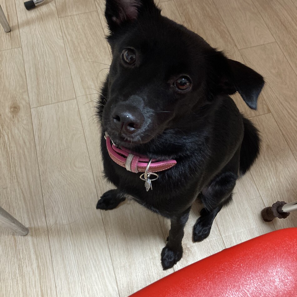 さくらのカバー写真