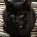 可愛い２匹の黒猫の兄弟です