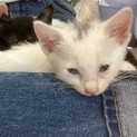三重大保護猫ごま塩くん(仮)