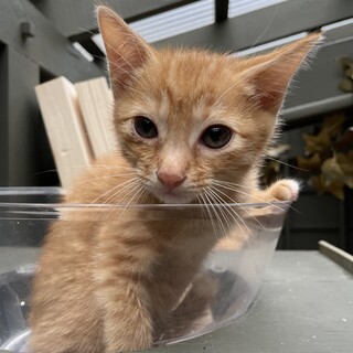 【子猫】２ヶ月の茶トラちゃん