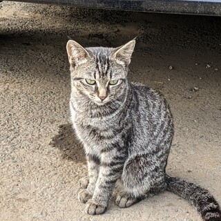 ちょっとシャイな美猫女の子