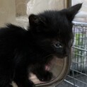 三重大こねこの黒ちゃん(仮名)