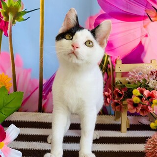 自分を犬だと思ってる？！犬好き子猫