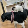 自分を犬だと思ってる？！犬好き子猫 サムネイル3