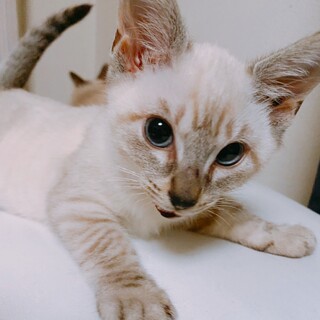 10/17西千葉ෆ⃛シャム風少女ෆ⃛そらちゃん