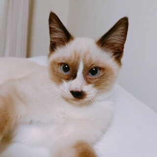 10/17西千葉ෆ⃛ラグドール風ですෆ⃛りくくん