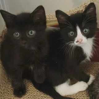 【10/17月島】ふわもこキュートな黒ハチワレ兄妹