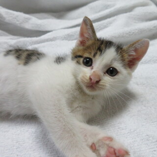 ふわふわ毛並みの男の子