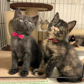 ミルクから育てたかわいい子猫たち