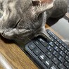 ねむいねさん
