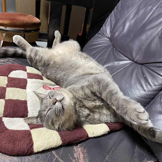 ねむいねのカバー写真